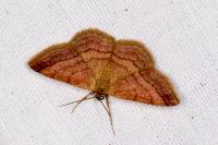 Scopula rubiginata