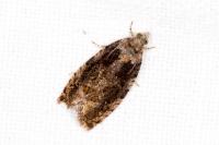 Celypha lacunana