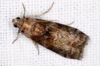 Phycita roborella