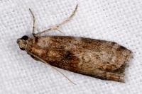 Phycita roborella