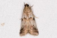 Acrobasis