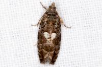Eudemis profundana