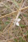 Sitochroa palealis