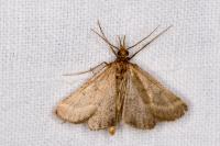 Synaphe punctalis