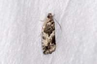 Cydia fagiglandana