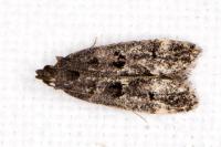 Dichomeris alacella