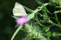 Pieris brassicae