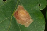 Tischeria decidua