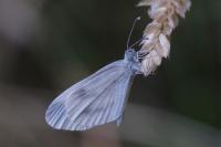 Leptidea sinapis