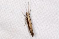 Plutella xylostella