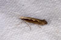 Plutella xylostella