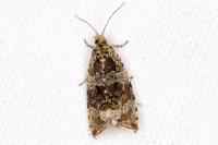 Celypha lacunana