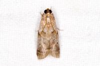 Acrobasis