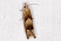 Eucosma conterminana