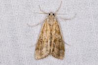 Parapoynx stratiotata