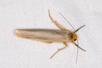 Manulea complana