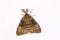 Lymantria dispar