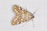 Elophila nymphaeata