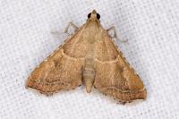 Endotricha flammealis