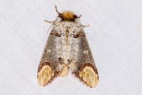 Phalera bucephala