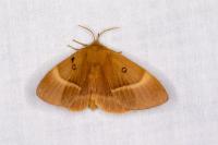 Lasiocampa quercus