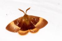 Lasiocampa quercus
