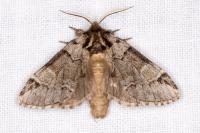 Drymonia obliterata