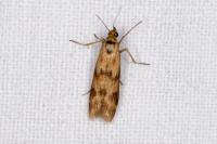 Homoeosoma sinuella