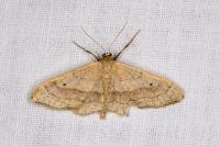 Idaea aversata