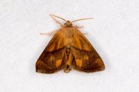 Apoda limacodes