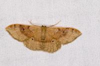 Idaea degeneraria