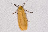 Wittia sororcula