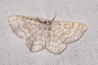 Asthena albulata