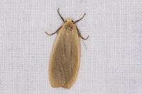 Collita griseola