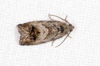 Cydia splendana