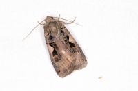 Xestia c-nigrum