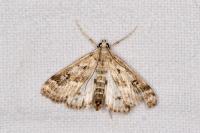Parapoynx stratiotata