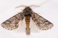 Thaumetopoea pityocampa