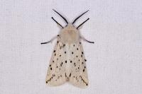 Spilosoma lubricipeda