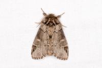 Drymonia obliterata