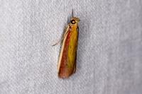 Oncocera semirubella