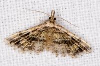 Alucita hexadactyla