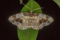 Ligdia adustata