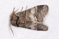 Drymonia querna