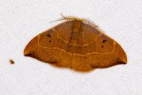 Watsonalla binaria