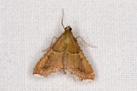 Endotricha flammealis
