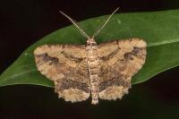 Menophra abruptaria