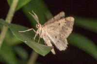 Menophra abruptaria
