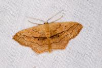 Scopula imitaria