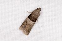 Elegia atrifasciella